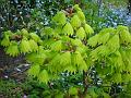 2013-0506-1355_Acer_18.9C